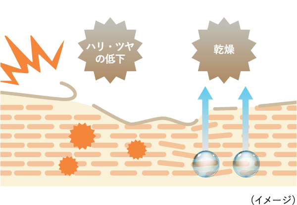 ハリ・ツヤの低下 乾燥 (イメージ)
