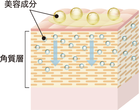 美容成分 角質層